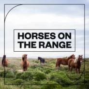 Blastwave FX – Horses on the Range (WAV)